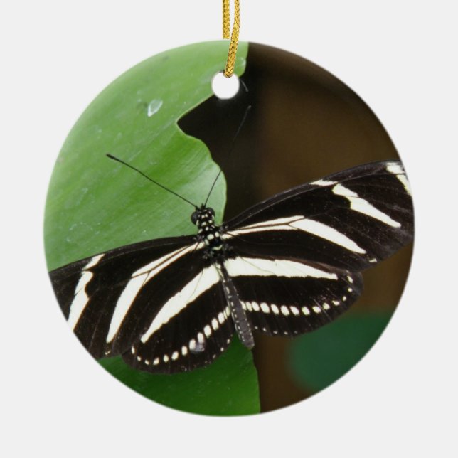 Joli ornement de papillon zèbre à aile longue (Devant)