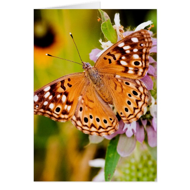 Joli papillon (Devant)