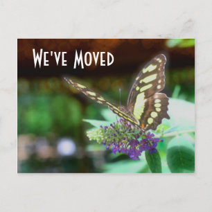 Joli Papillon Nouvelle Adresse Carte Postale Natur