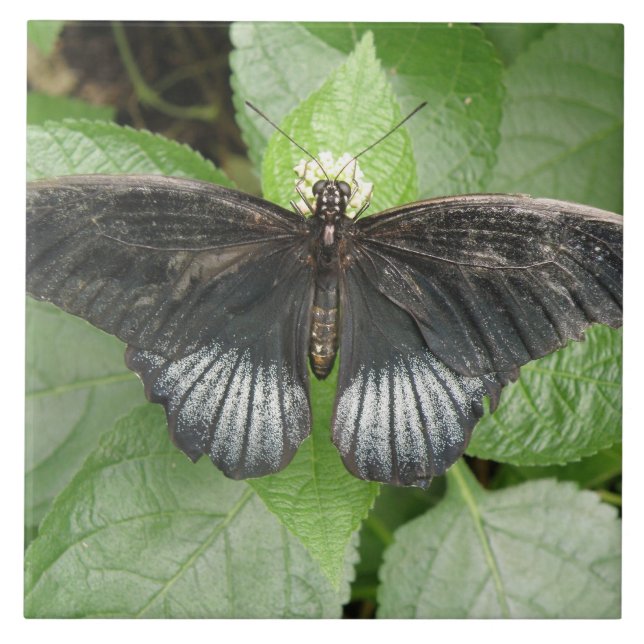 Joli Papillon Tropical et Carreaux de Fleurs (Devant)