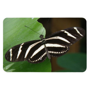 Joli Papillon Zèbre Longwing Flexi Magnet
