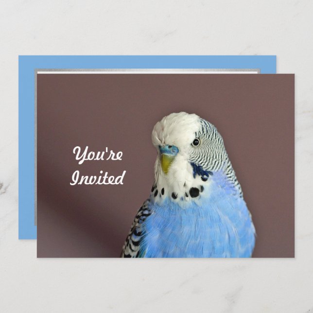 Joli Parakeet Bleu Photo Anniversaire Invitation (Devant / Derrière)