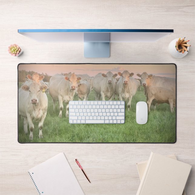 Joli Pastel Charolais Cattle in Pastel (Bureau 1)