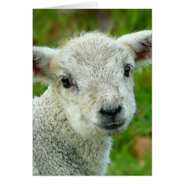 Joli petit agneau blanc (Devant)