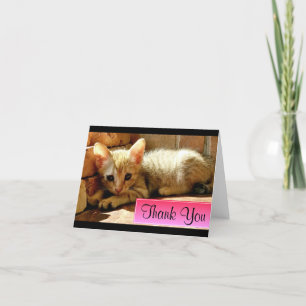 Joli Petit Chat Merci