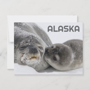 Joli Phoque bébé de l'Alaska et carte postale