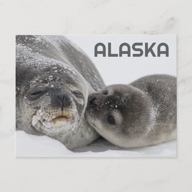 Joli Phoque bébé de l'Alaska et carte postale (Devant)