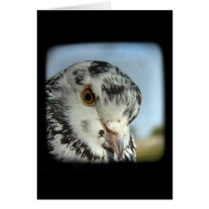 Joli Pigeon