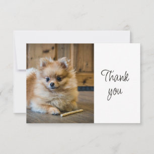 Joli Pomeranian Chihuahua Chien Amusant Merci