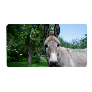 Joli portrait d'âne