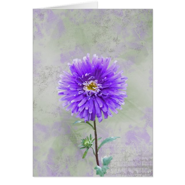 Joli pourpre (Devant)