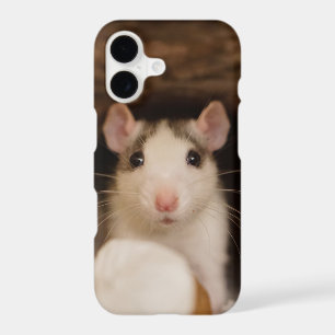Joli Rat