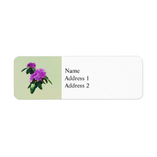 Joli Rhododendron rose