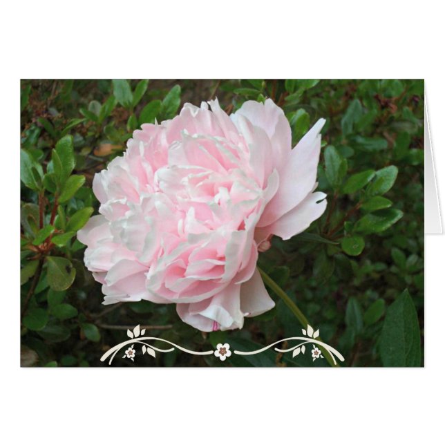 Joli rose Feuilles vert de la fleur de pivoine (Devant Horizontal)