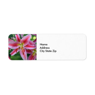 Joli rose Lily photo florale