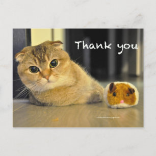 joli scottish fold nouilles chat merci carte posta