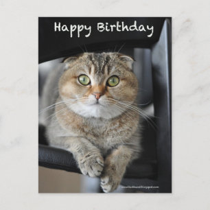 joli scottish pli nouilles chat anniversaire carte