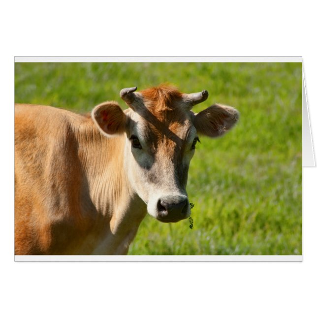 Joli Stare-Vache Jersey (Devant horizontal)