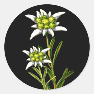 Joli Stickers Edelweiss