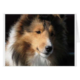 Joli visage de sheltie
