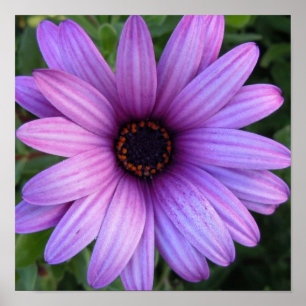 Jolie affiche de fleur d'aster