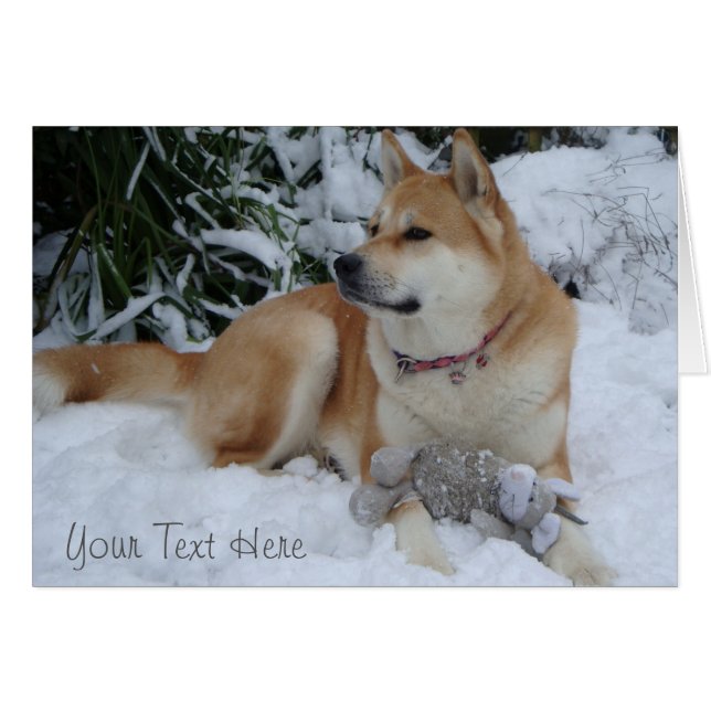 Jolie akita rouge dans la neige avec un jouet de s (Devant Horizontal)