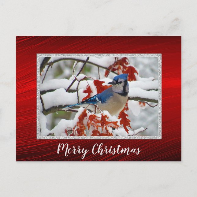 Jolie Blue Jay Photo de neige Carte postale Noël (Devant)