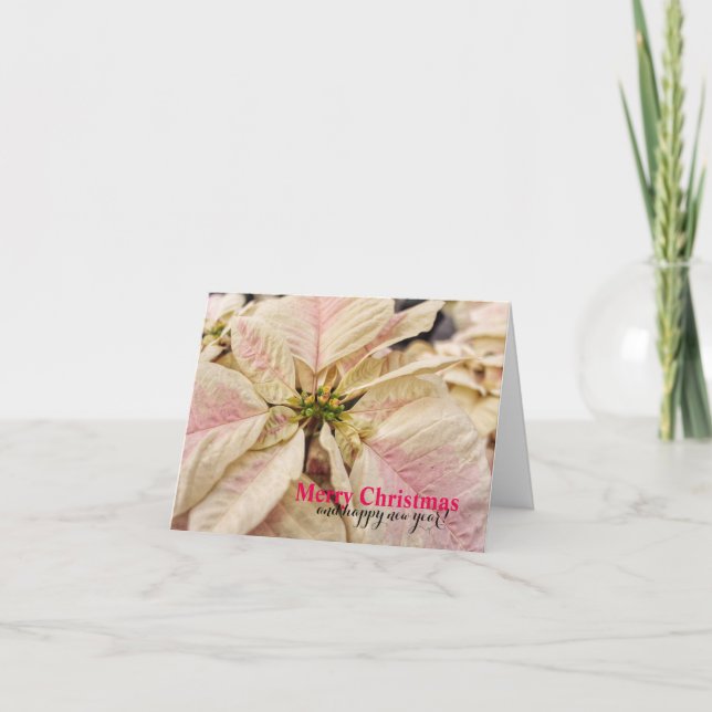 Jolie carte en rose Poinsettia de Noël (Devant)