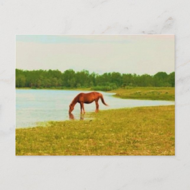 Jolie carte postale Cheval (Devant)