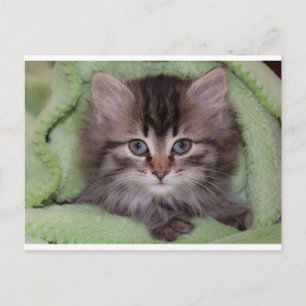 Jolie carte postale de chaton gris sur couverture 