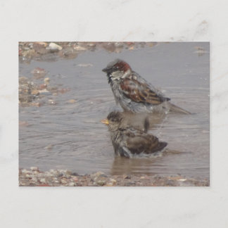 Jolie Carte Postale DIY de Moineaux au Bain