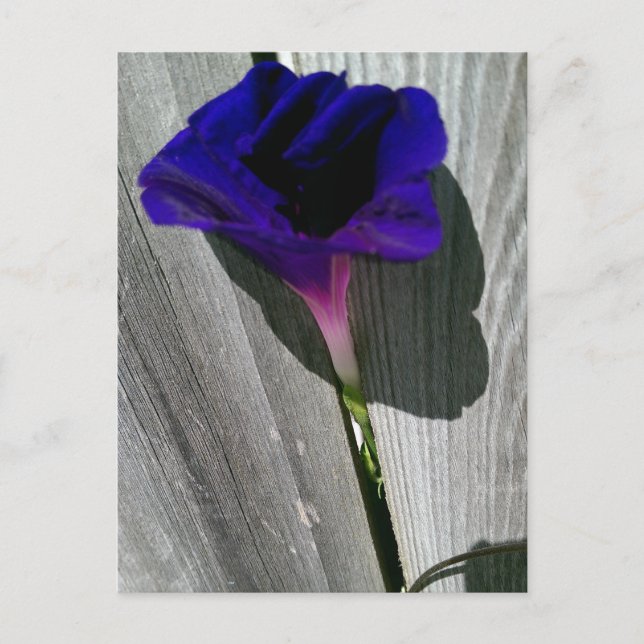 Jolie carte postale florale (Devant)