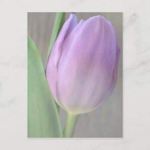 Jolie carte postale Lavender Tulip