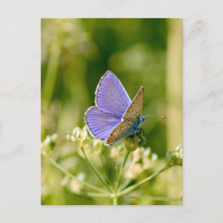 Jolie carte postale papillon