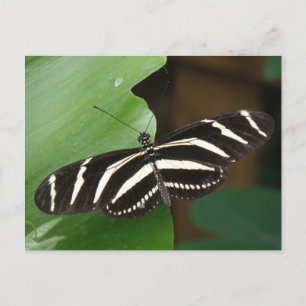 Jolie carte postale Papillon Zebra Longwing