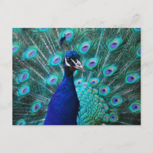 Jolie carte postale Peacock