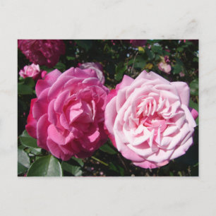Jolie carte postale photo de rose rose vintage ros