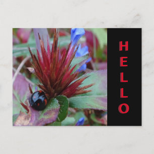 Jolie croûte de Ladybug. Carte postale HELLO Texte