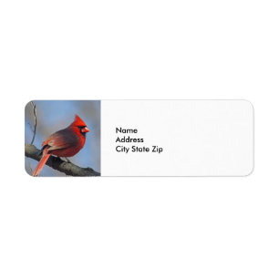 Jolie faune cardinale rouge