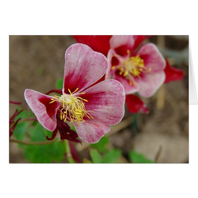 Jolie Fleur (Devant horizontal)