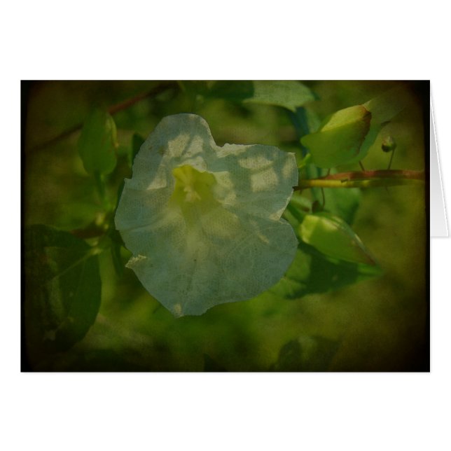 Jolie Fleur blanche (Devant horizontal)