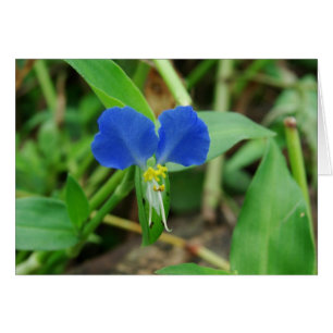 Jolie Fleur Bleue