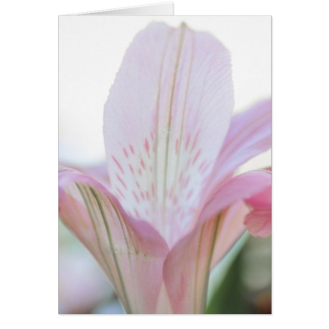 Jolie Fleur Pastel Rose (Devant)