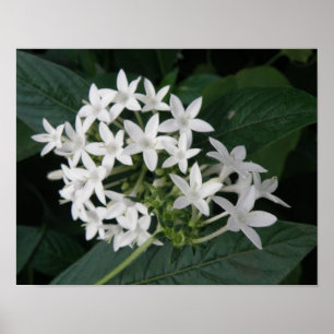 Jolie impression de fleurs tropicales blanches