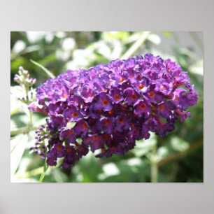 Jolie impression de fleurs violettes de Buddleia