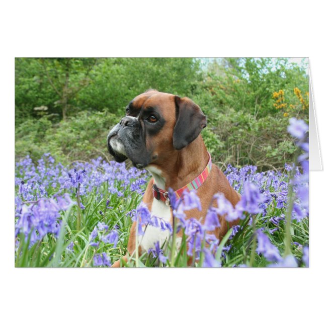 Jolie in the bluebells (Front Horizontal)