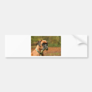 Jolie in the woods bumper sticker