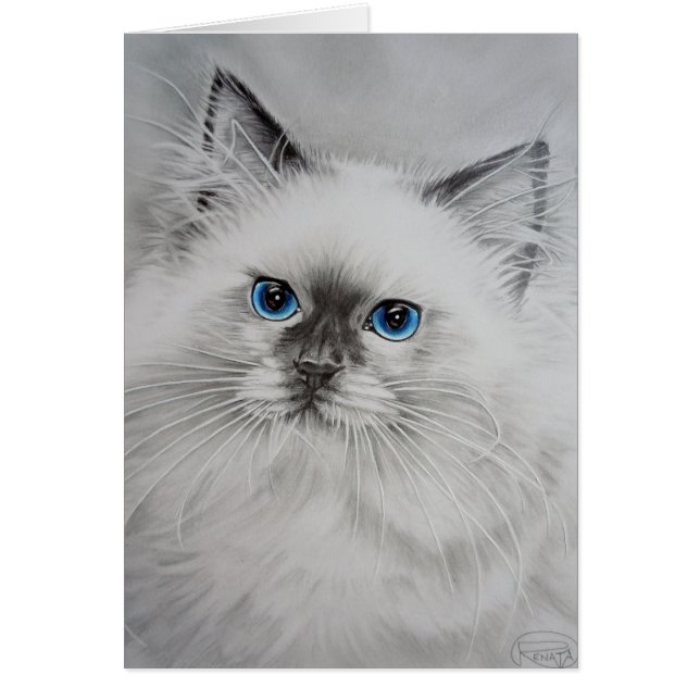 Jolie Kitty (Devant)