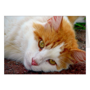 Jolie Kitty