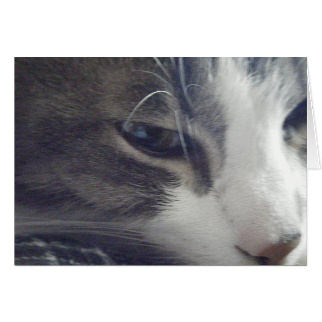 Jolie Kitty (Devant Horizontal)